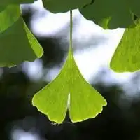 绿色树叶意境头像微信头像图片大全