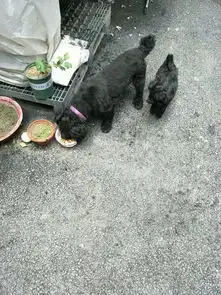 小奶狗在路边饿的直发抖,第二天狗妈妈找上了门,女孩一脸懵圈