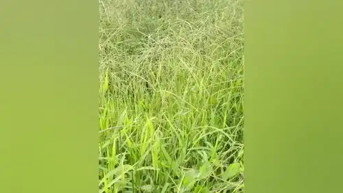 农村生活一起享受大自然的美治愈系风景享受大自然的美好