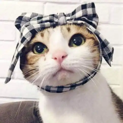 猫全身猫藓多久才能好