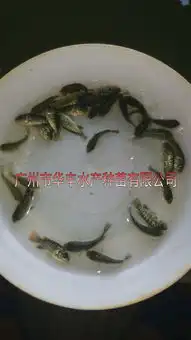 新一代罗非鱼苗单性罗非鱼苗罗非鱼苗价格