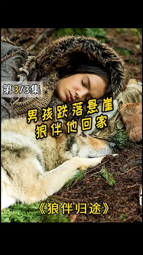 男孩不幸跌落悬崖,与狼为伴,历经艰险归家路阿尔法狼伴归途