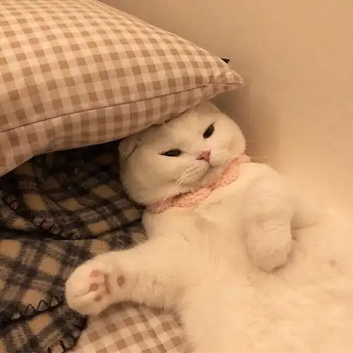 让你心头一震的温柔文案