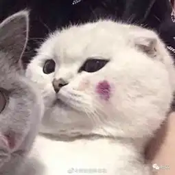 闺蜜头像猫系真人蓝蓝蓝