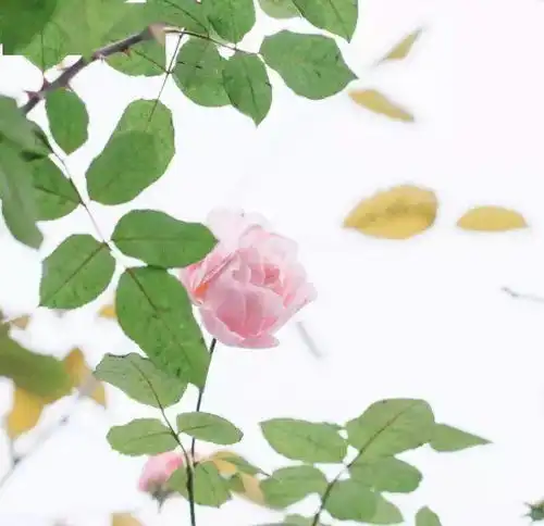 技巧给摄影师一片叶子,能拍出整个秋天