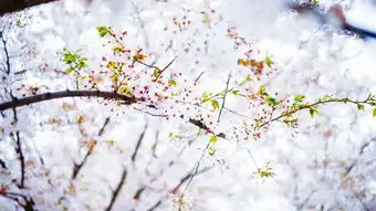 2018二三樱花园玩乐攻略,参数f8,150,iso100二...