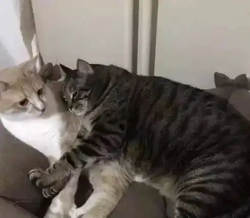 最易发胖的猫咪排行榜里,排在第一位的竟不是橘猫...