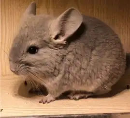 宫崎骏的龙猫是什么动物