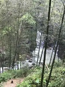 陌上春归,竹牙萌动景色新记初二年级从化