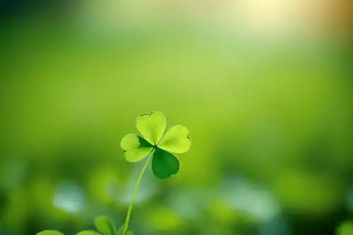 绿色四叶草图片摄影图摄影图下载至来源处
