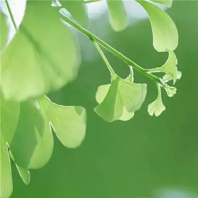 简约清新绿色系头像绿色