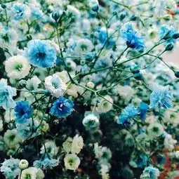 满天星蓝色头像