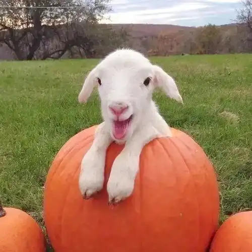 萌化人心的宠物头像