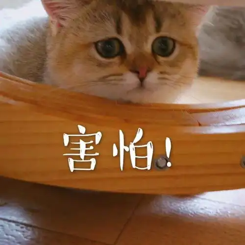 我们爆爆组今天一下子承受了太多