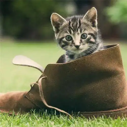 养猫,是我这辈子做出的最好选择漫画