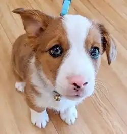 斑马为什么我们的孩子,跟我们长得不一样呢