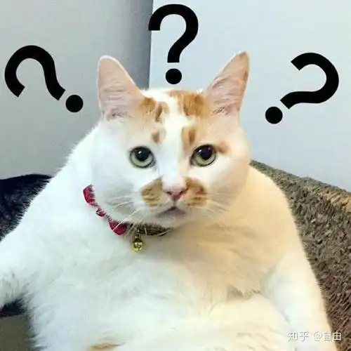 猫系动物头像开水