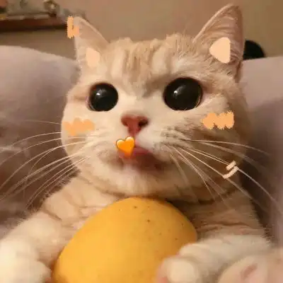 治愈系的猫咪女生头像和