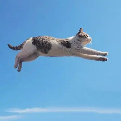 动物学家拍到一种新型物种飞天喵,已被列为国家濒危保护动物