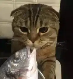 小奶猫抱着大鱼吃,因为鱼太大太滑,最后居然变成了这样子