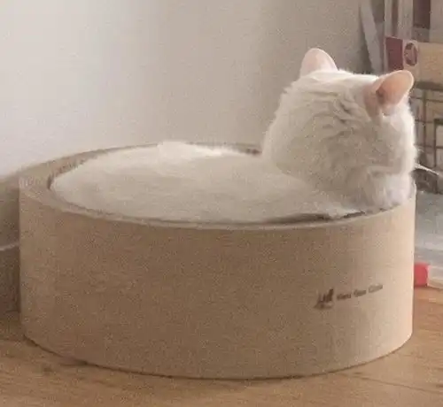 铲屎官家里的大白猫白白胖胖,在猫窝睡觉的时候都要溢出来了