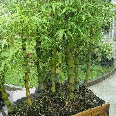 八字如何看桃花怎样合理增旺桃花异性缘