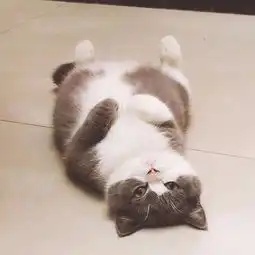 这是什么猫咪