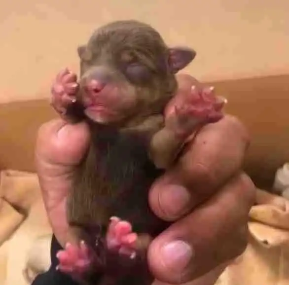 7只年幼小狗在垃圾桶里被发现,真相却令人生气,不爱请别伤害