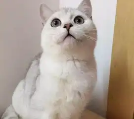 头像上的猫是啥品种的猫