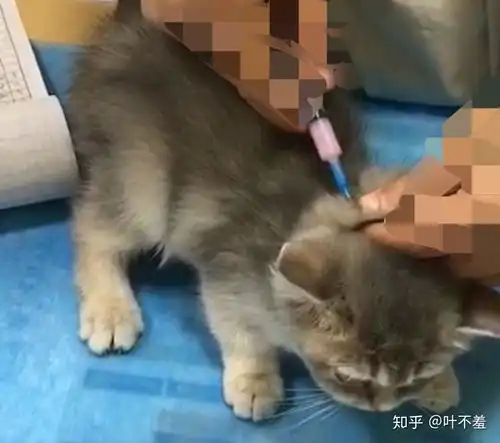 怀疑卖家调包换猫,蓝金渐层颜值还看滤镜