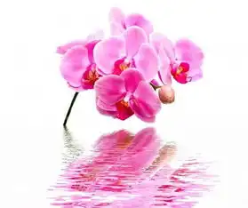 有骨气的四个生肖,不论多难都不会去求人,你在其中吗