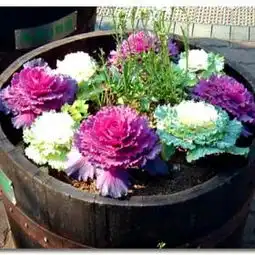 汉圣绿化园艺加盟需要多少钱汉圣绿化园艺加盟费是多少汉圣绿化园艺加盟详情