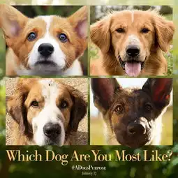 最美遇见你一条狗的五生五世