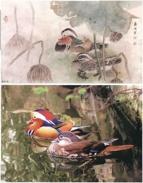 禽鸟国画写生示范图例解析