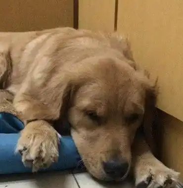 主人买箱酸奶,给金毛品尝一瓶,第二天出门主人抓狂