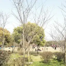 上海顾村公园顾村公园成人票顾村公园只有少数的樱花开了大部分还驴妈妈点评