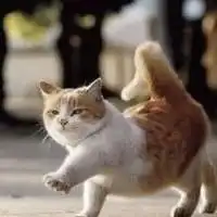 猫头像可爱呆萌微信头像图片大全