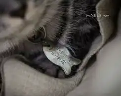 探店猫餐厅土豪靠边喵酱我们做朋友五