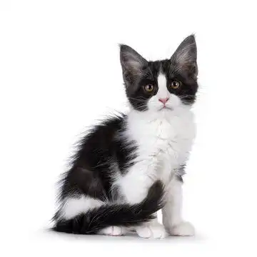 搞笑黑色的猫头像
