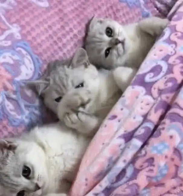 小奶猫偷偷溜到床上躺着,其中一只偷偷舔手,铲屎官我的少女心