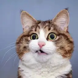 头像小小的脑袋装着大大的发财梦