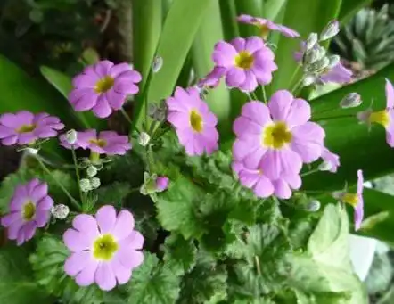 樱草花