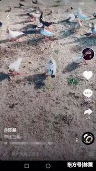 陈赫带女儿到海边看鸽子安安单手拿奶瓶坐姿霸气