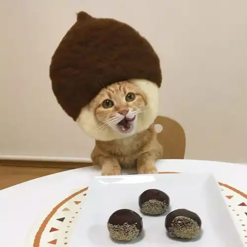 猫事这些猫怎么长得这么好吃