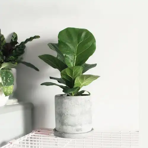 绿色系头像简约干净ins