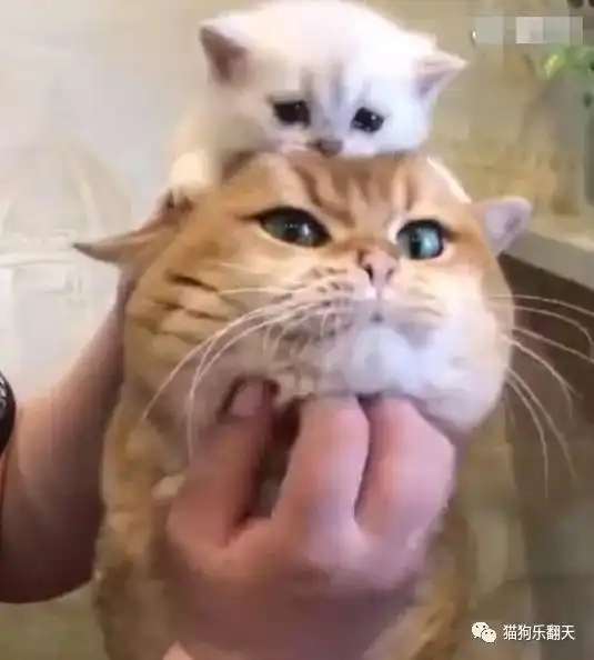 小奶猫头像金渐层