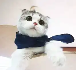 请不要再养折耳猫了,没有买卖就没有伤害