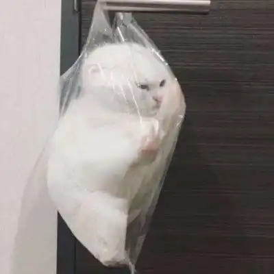 苏旬ins萌宠头像有些人的出微信头像我要个性网