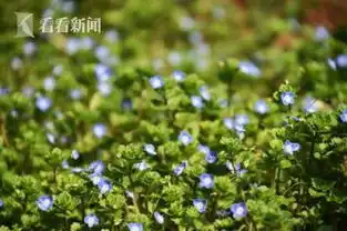 蓝色系花海浪漫呈现共青森林春色美景如画