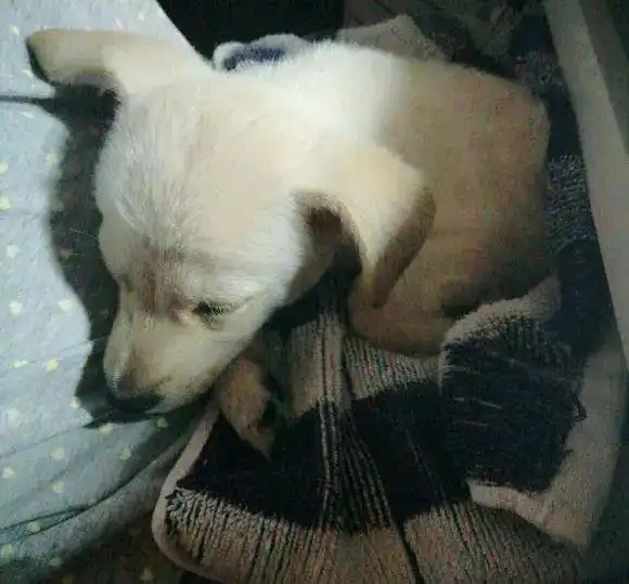 小奶狗得细小被主人遗弃,女孩看到费用犹豫时,狗狗做出惊人举动